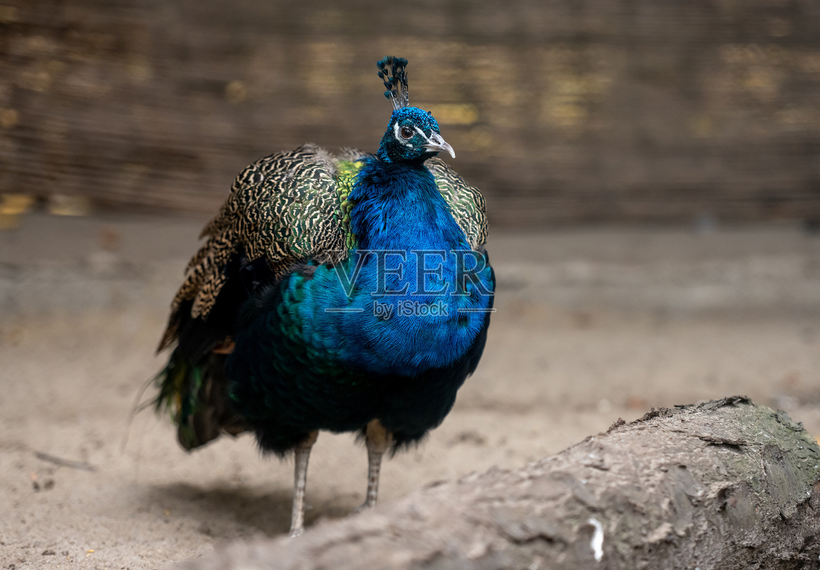 美丽的孔雀图像照片摄影图片