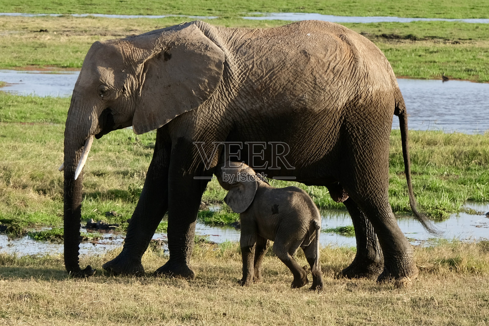 母象和小象照片摄影图片