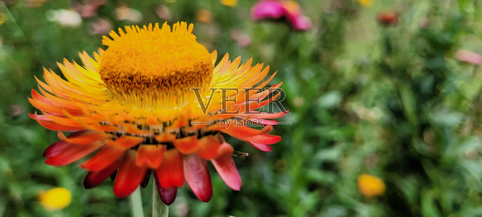 straw flower 或者永生菊照片摄影图片