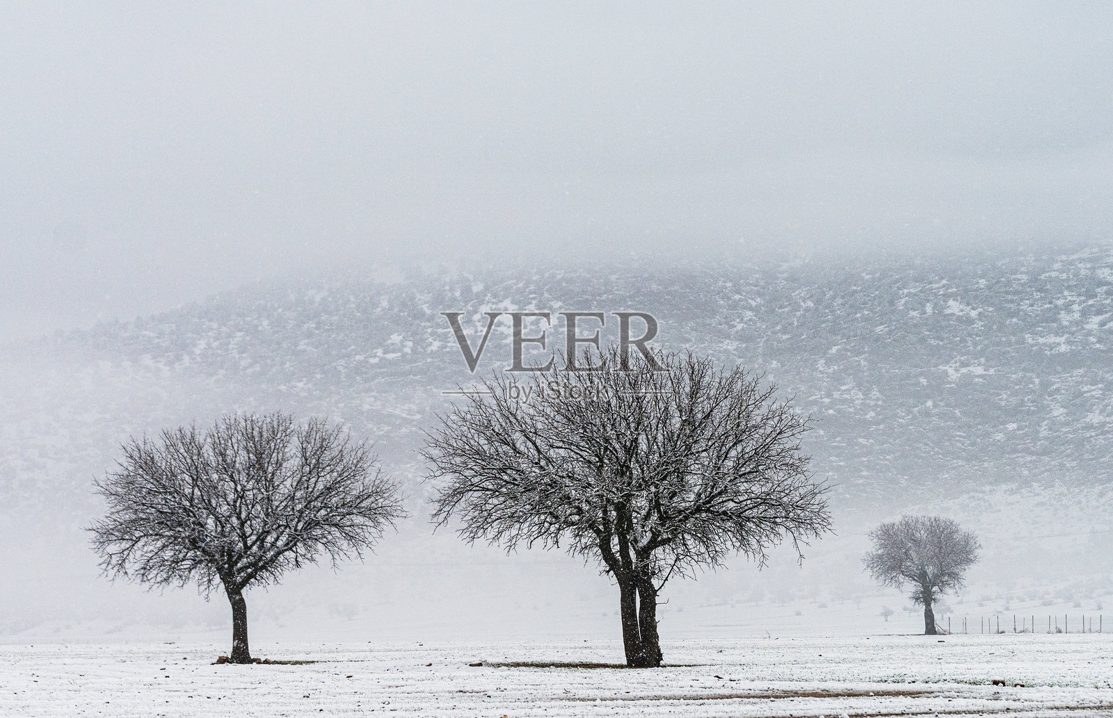 冬季雪景，树木覆盖着白雪照片摄影图片