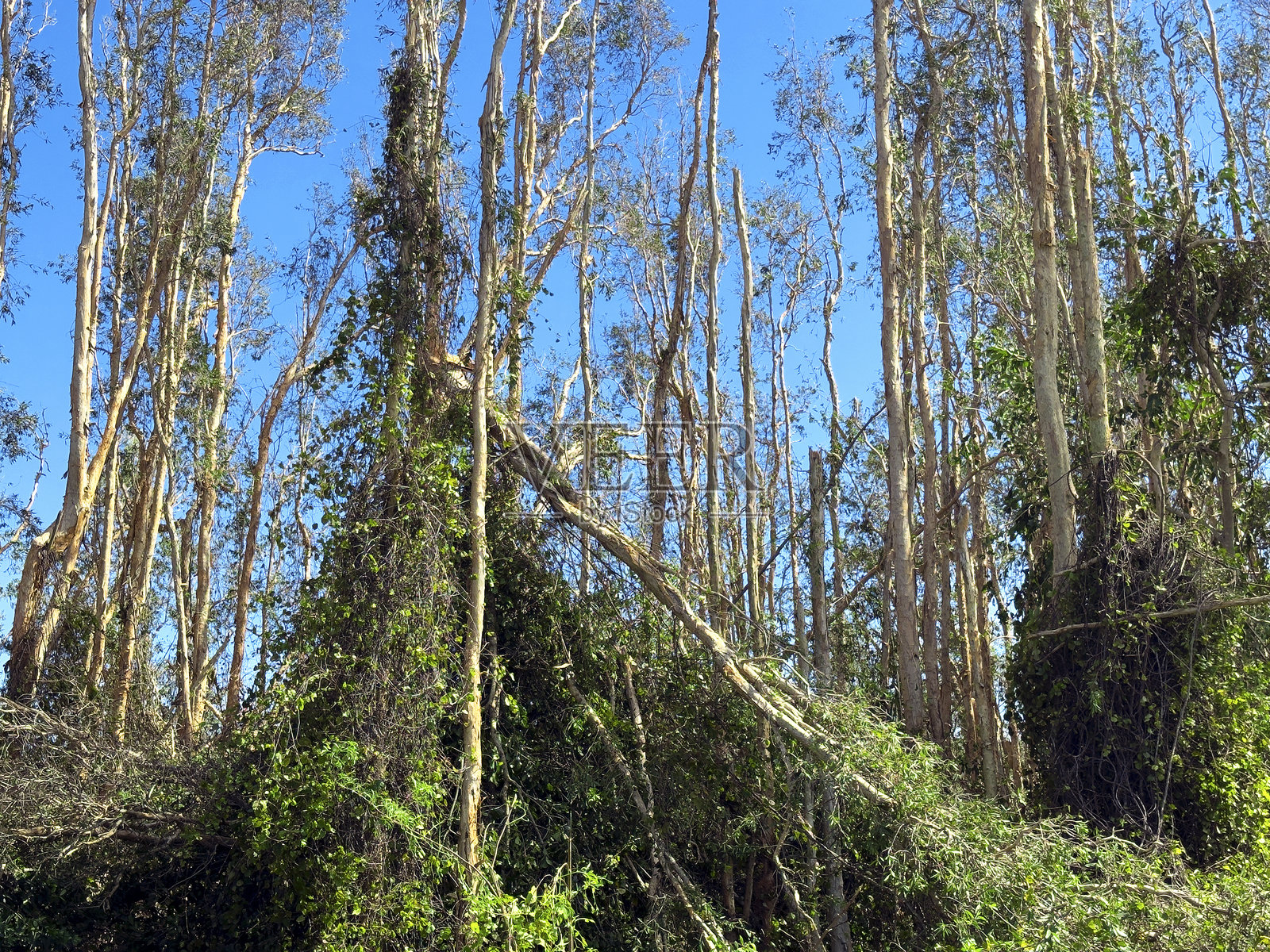 热带森林中近距离拍摄的树木与蓝天照片摄影图片