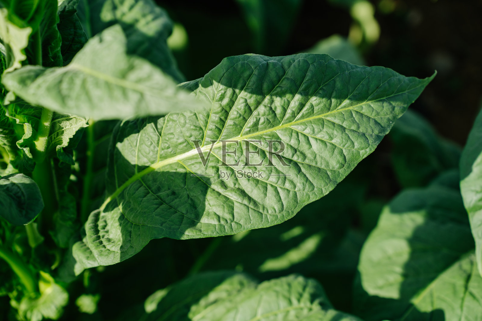 烟草种植园，新鲜烟叶照片摄影图片