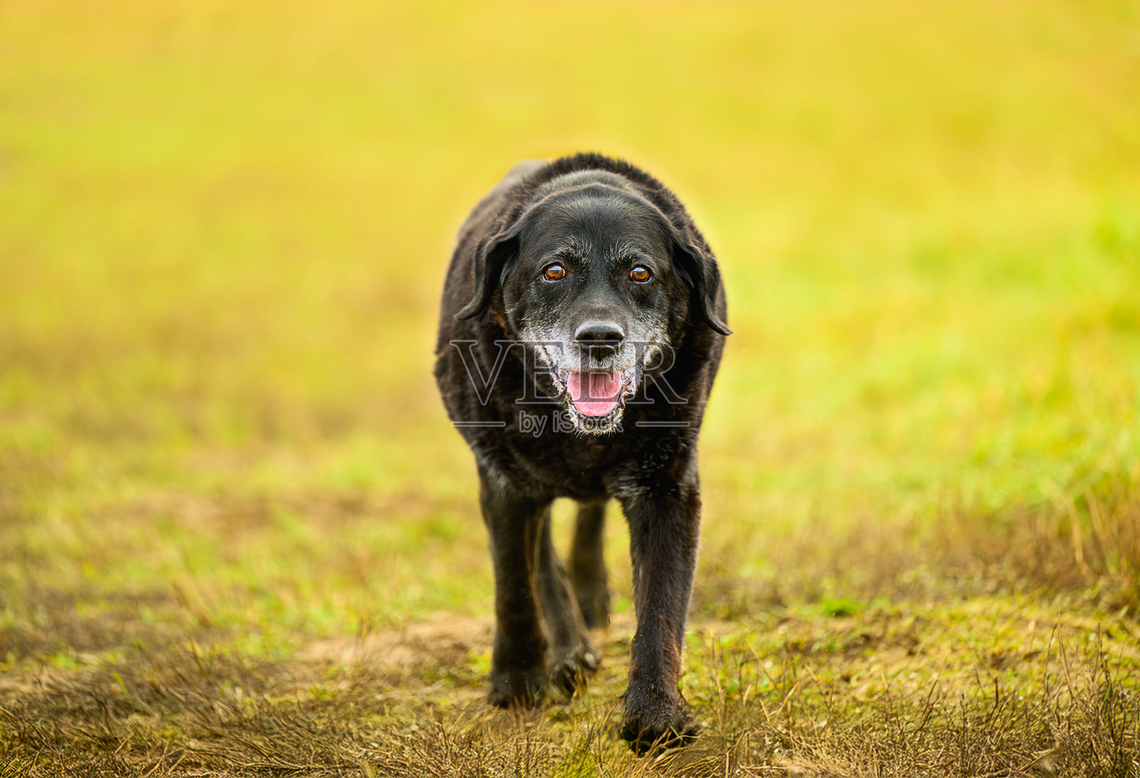 一只嘴巴发灰、眼睛漂亮的老年黑色拉布拉多犬在小路上散步照片摄影图片