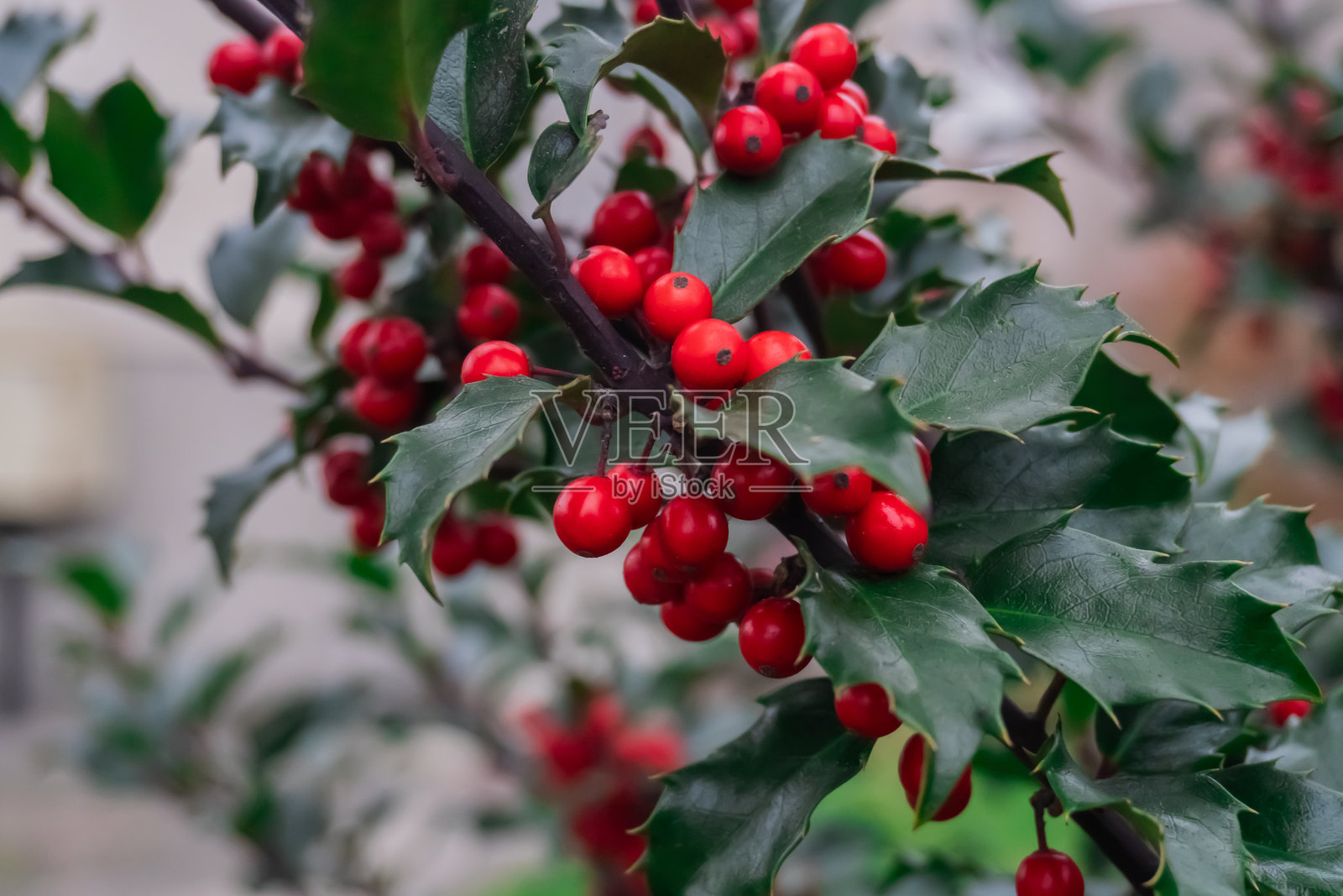 一根带有鲜红浆果和光亮绿叶的冬青枝，象征着圣诞节的节日气氛。照片摄影图片