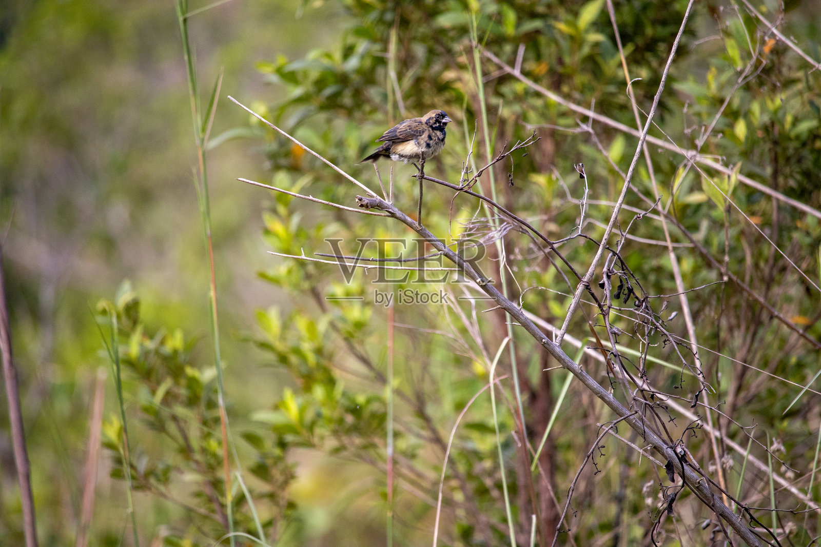 Tiziu照片摄影图片