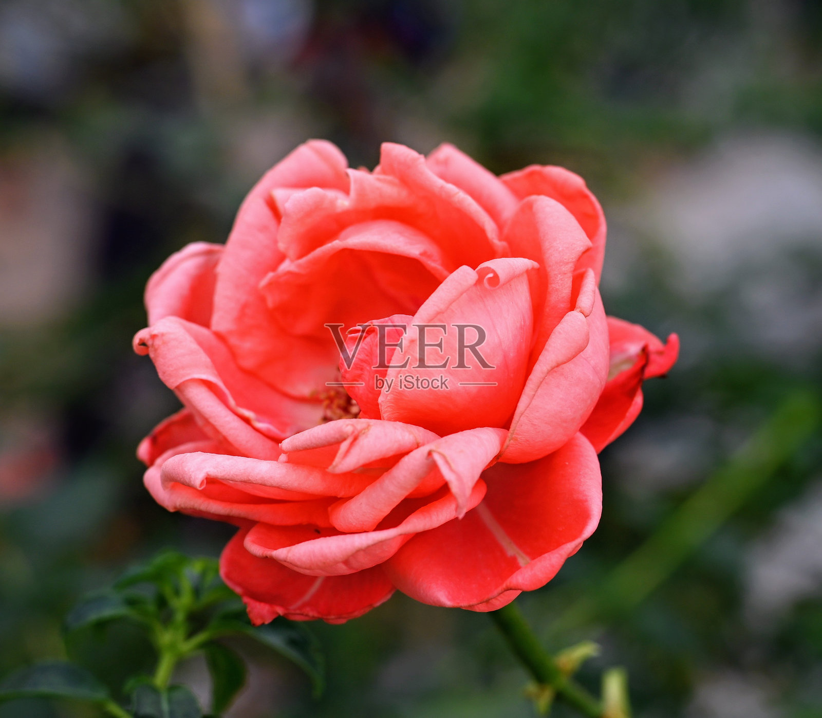 红玫瑰照片摄影图片