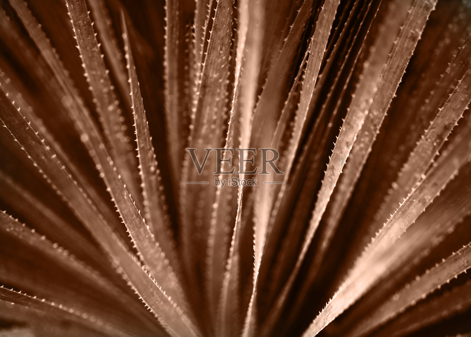 摩卡棕色的芦荟自然纹理背景，选择性对焦。照片摄影图片