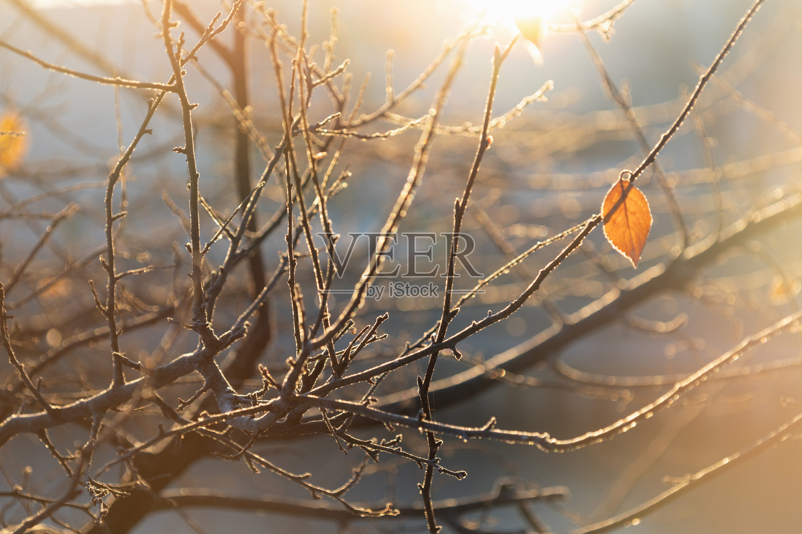 阳光下的霜冻黄色秋叶照片摄影图片