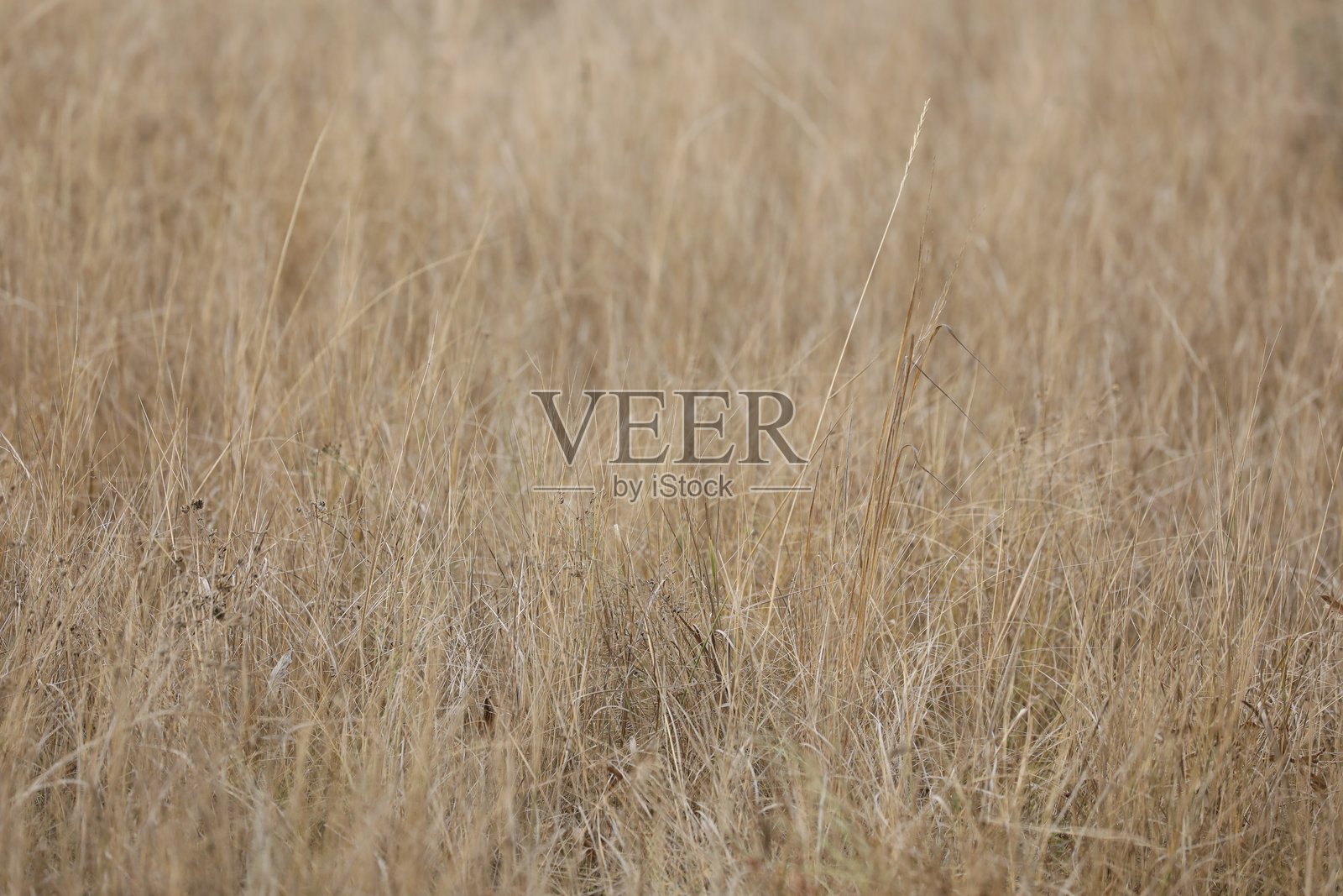 干草照片摄影图片