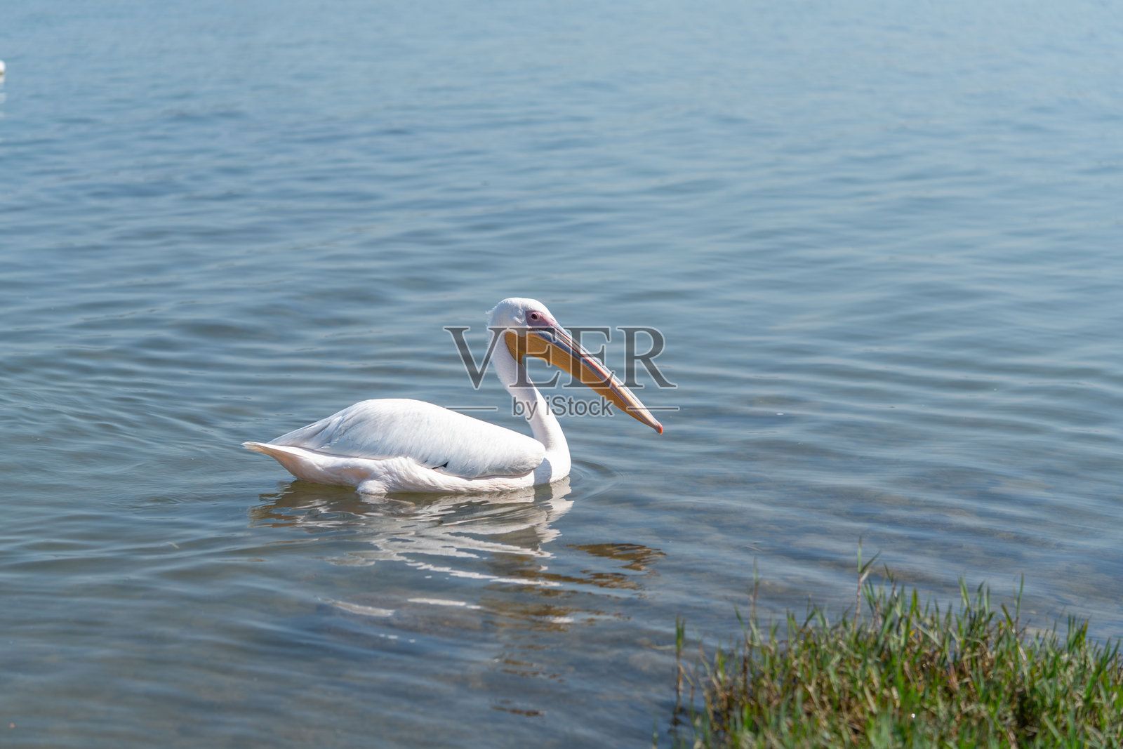每一种动物，从最小的昆虫到最大的哺乳动物，照片摄影图片