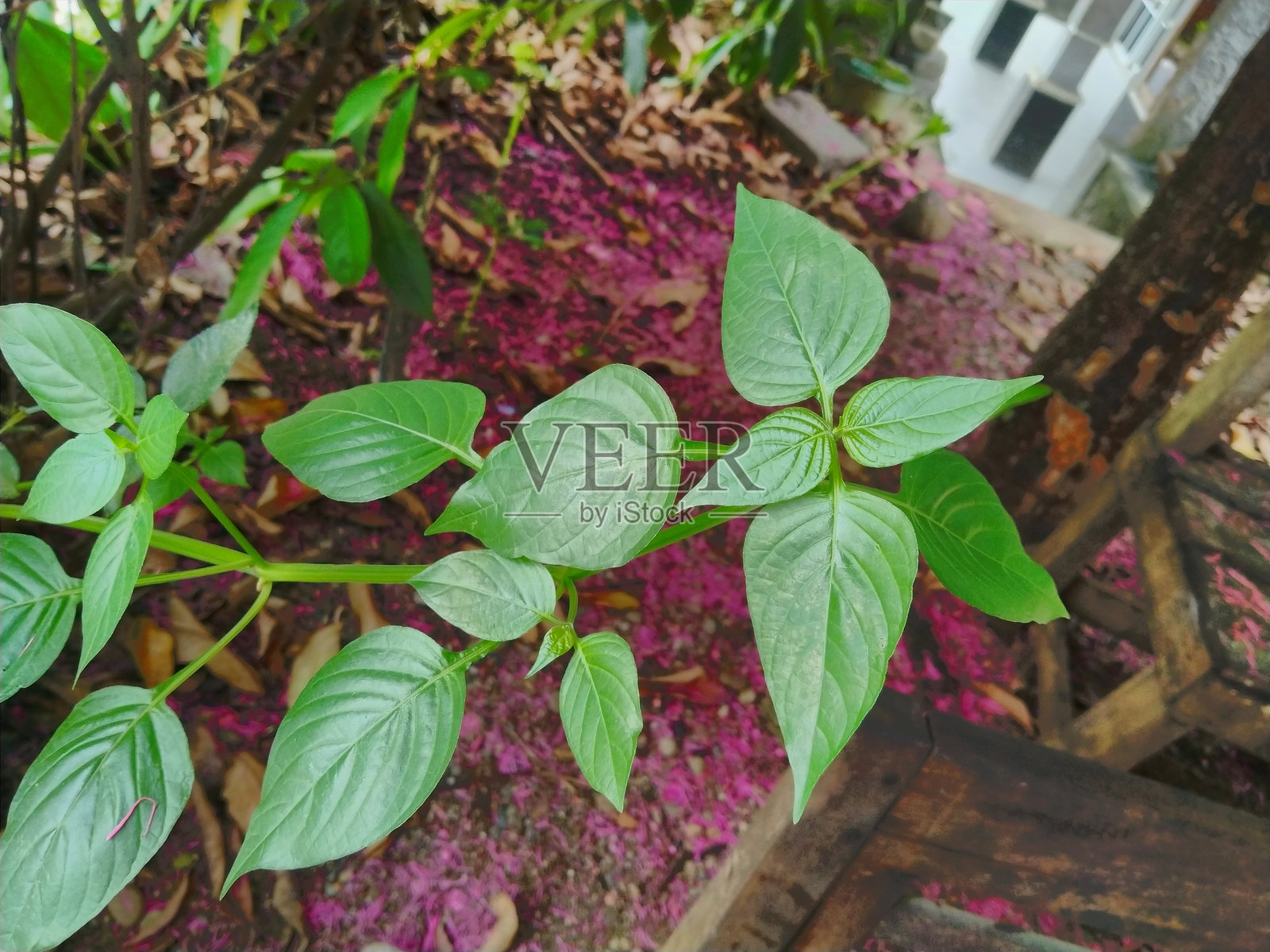 户外自然环境中鲜艳的绿色叶子与粉色地面照片摄影图片