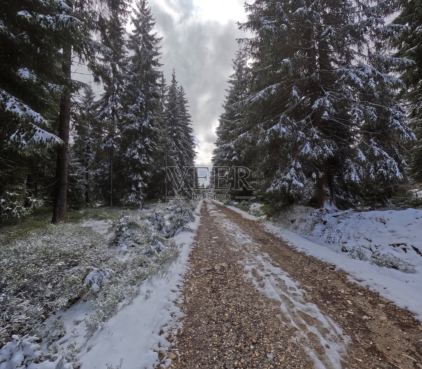 松林中的乡村泥土小路，位于波兰的耶泽拉山脉。照片摄影图片