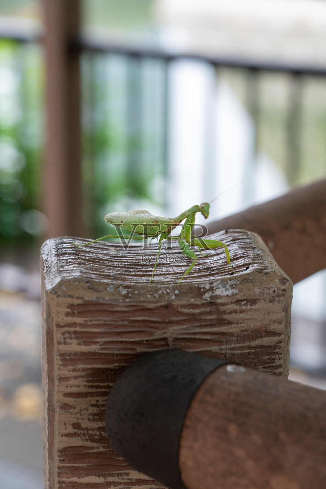 praying mantis特写镜头照片摄影图片