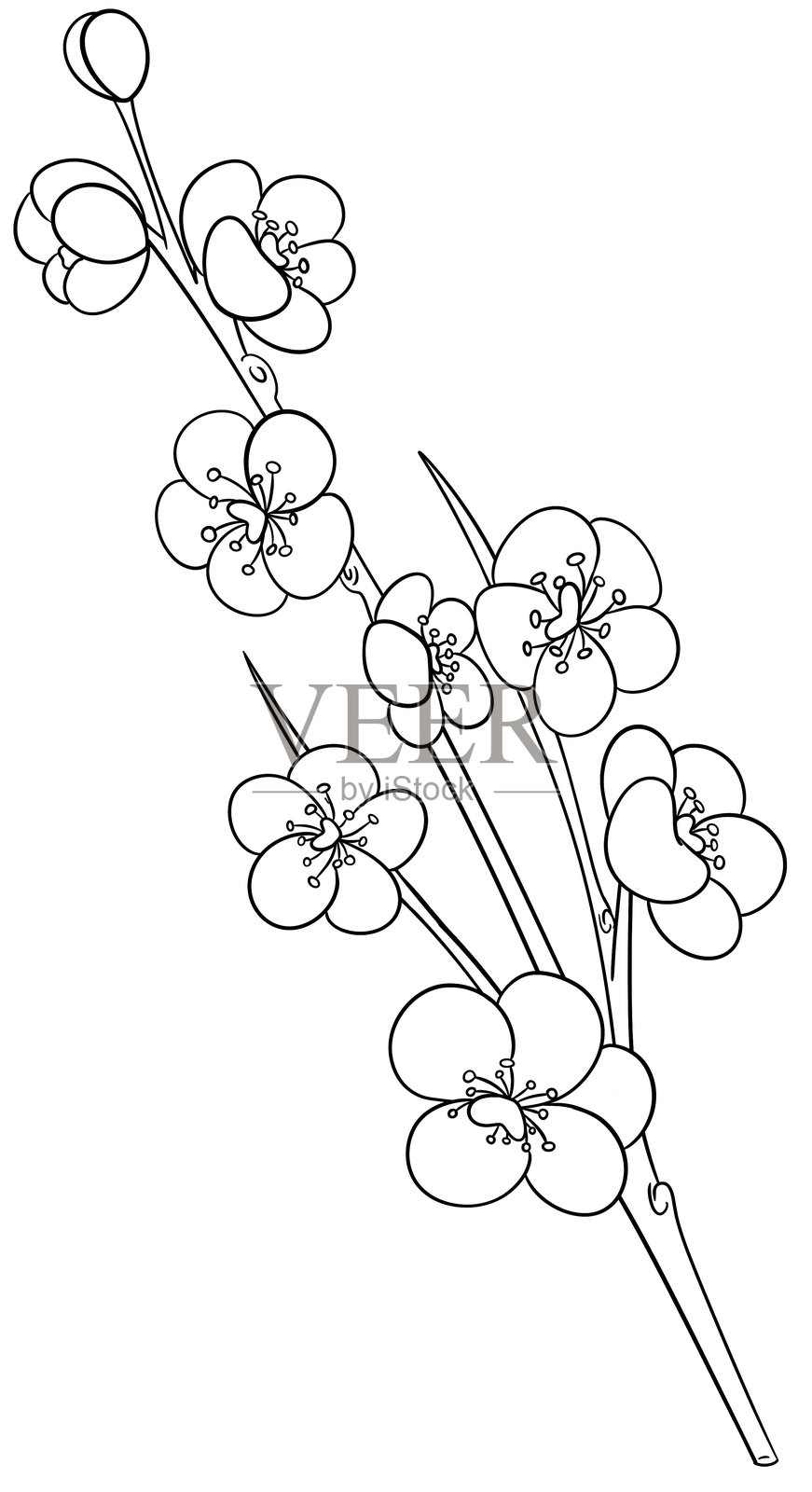 樱花涂色页插画图片素材