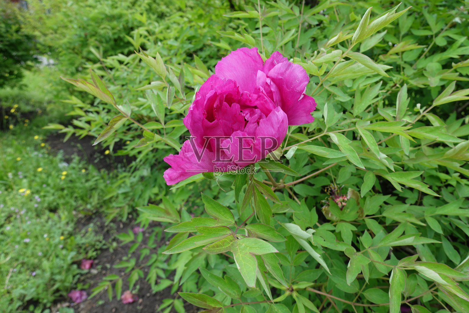 五月盛开的紫红色树牡丹花照片摄影图片