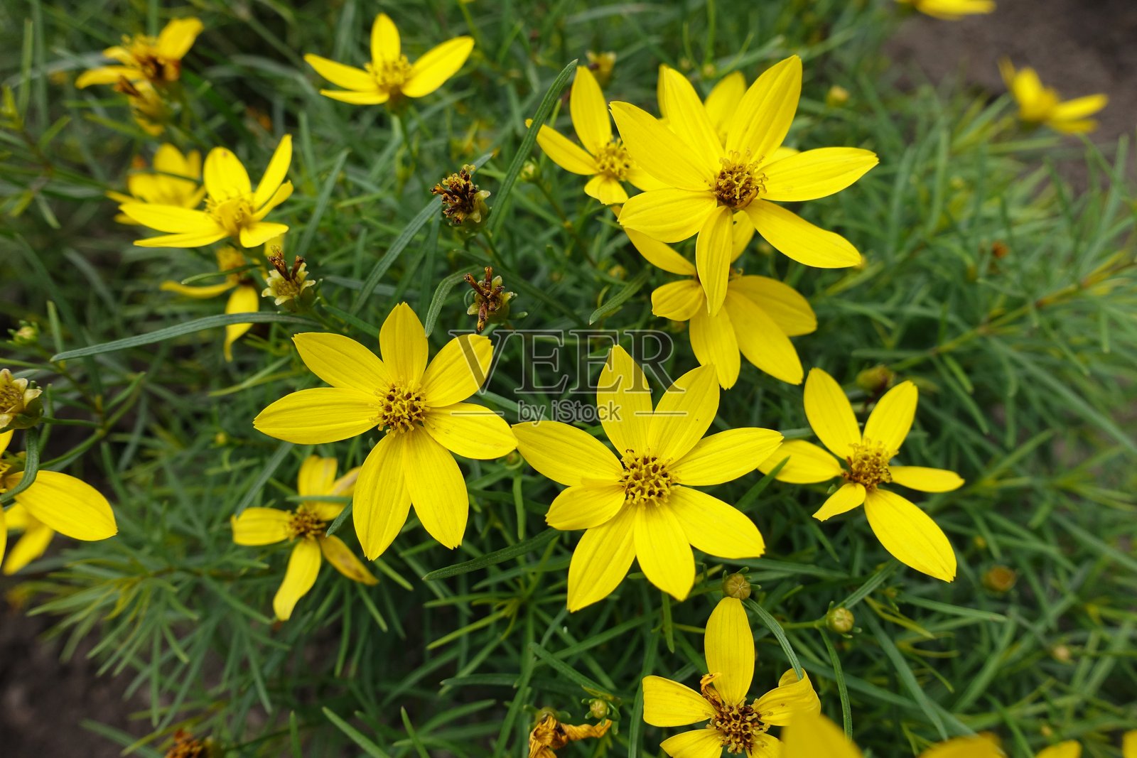 七月的轮叶金盏花特写镜头照片摄影图片