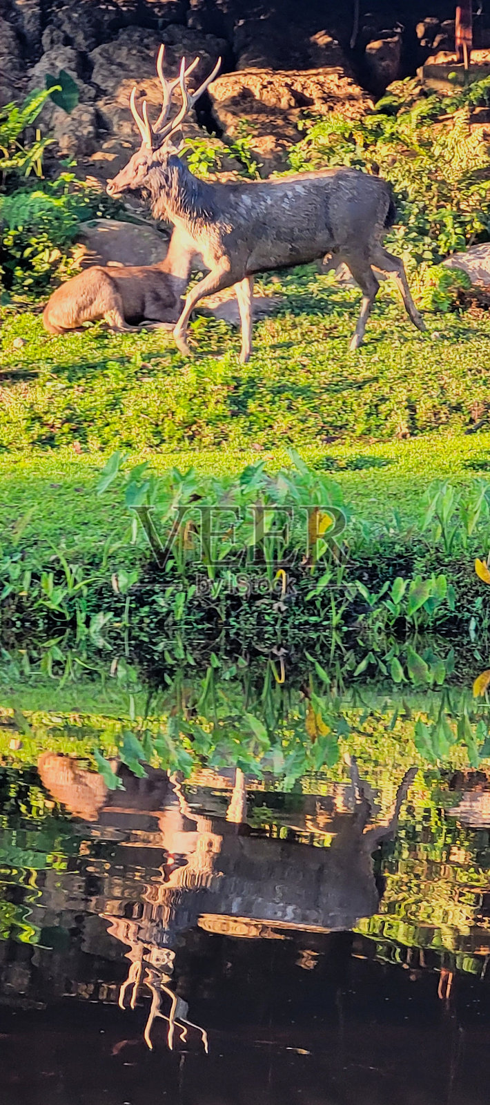 鹿的倒影照片摄影图片