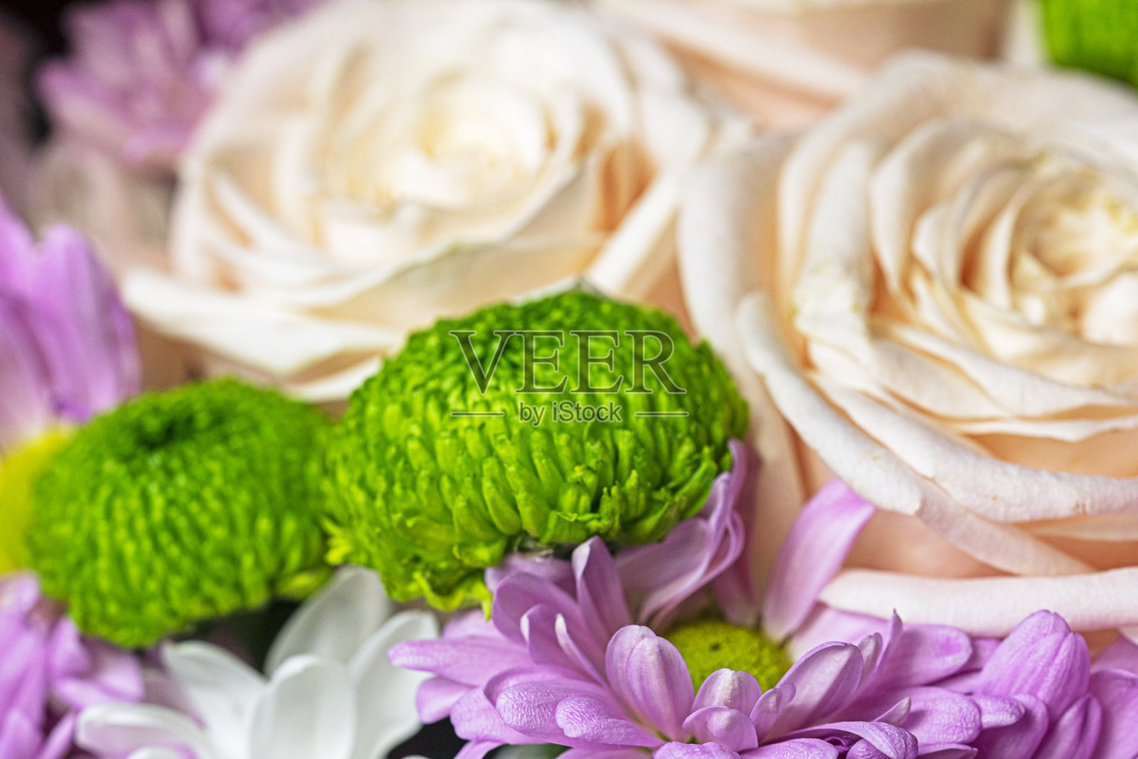 特写的绿色菊花蕾与玫瑰花照片摄影图片