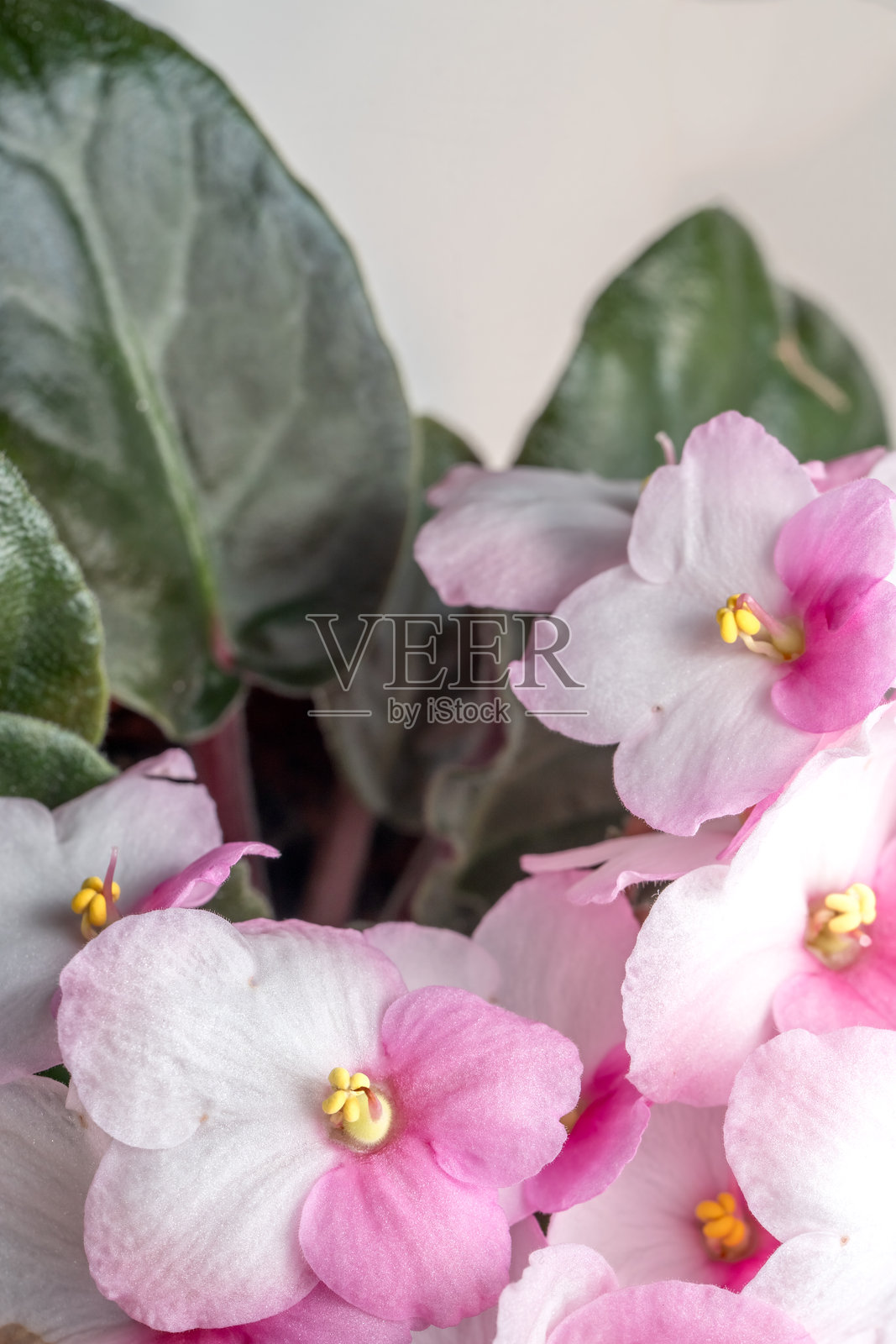 粉白色紫罗兰花照片摄影图片