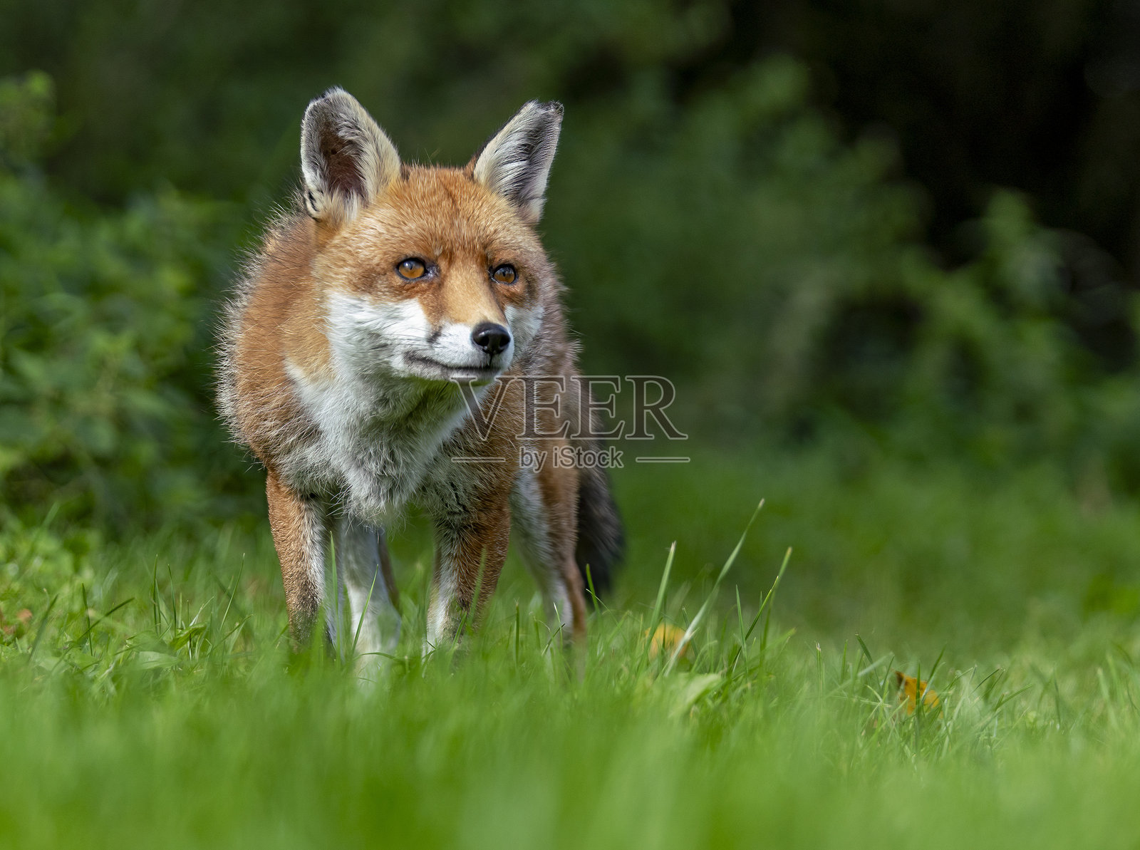 英国的野生红狐照片摄影图片