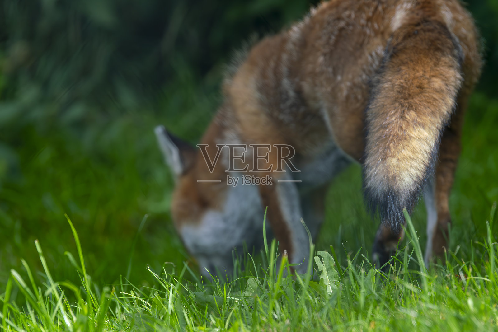 英国的野生红狐照片摄影图片