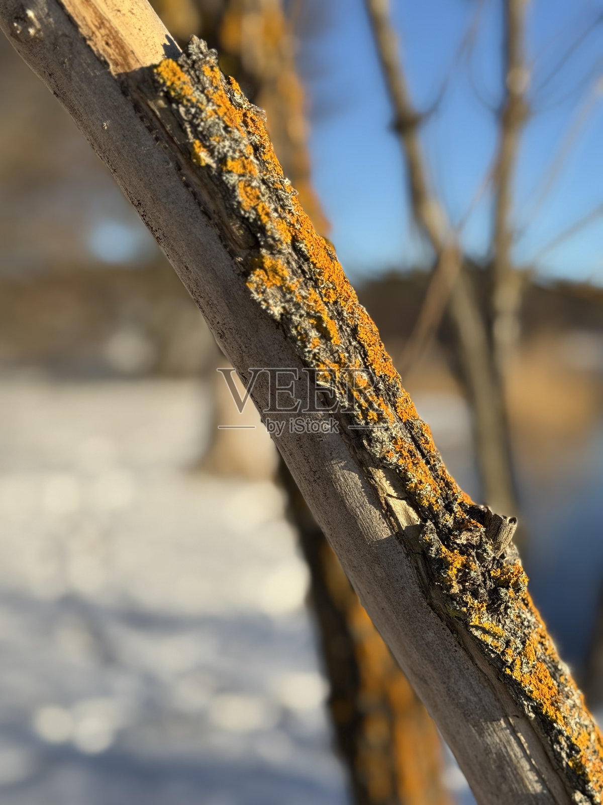 树枝照片摄影图片