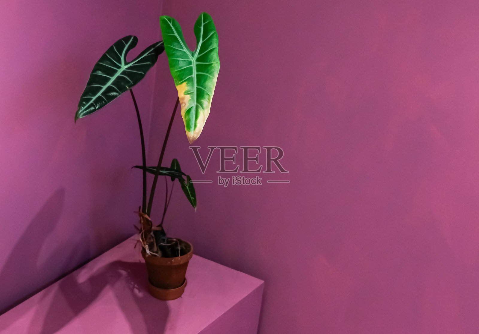 植物照片摄影图片