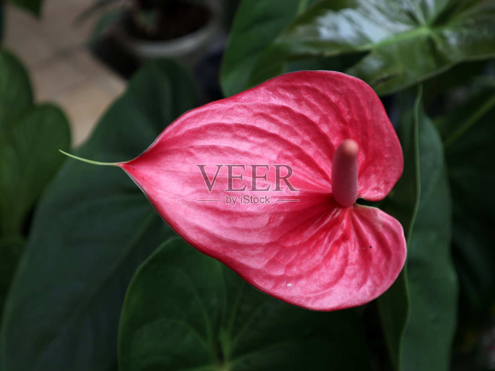 盛开的鲜艳粉色安祖花照片摄影图片