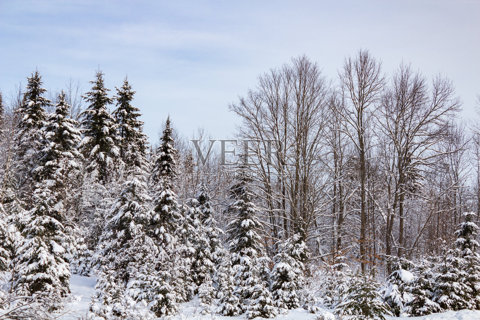 冬季仙境中的宁静雪覆盖松树林照片摄影图片
