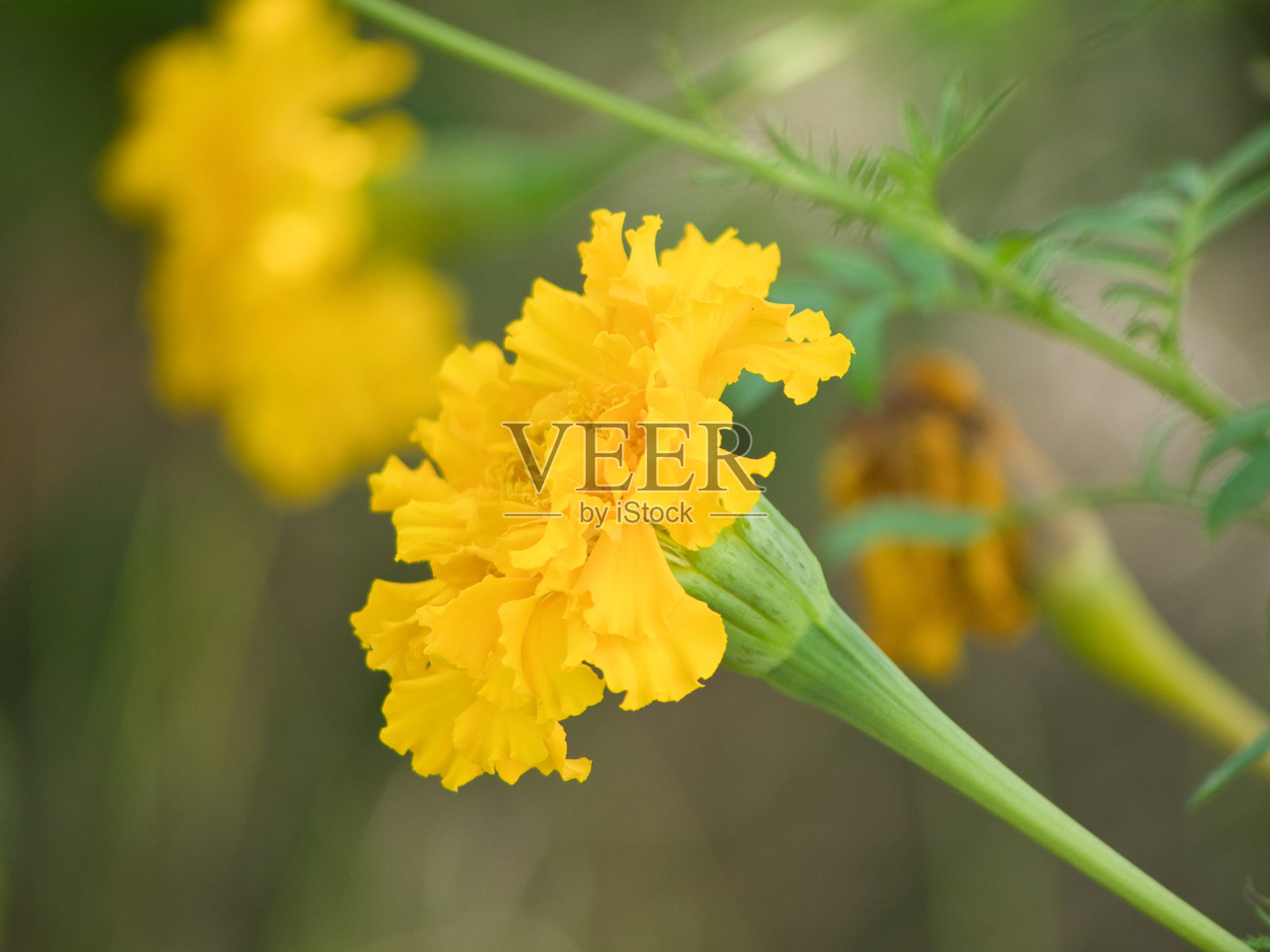 万寿菊特写镜头照片摄影图片