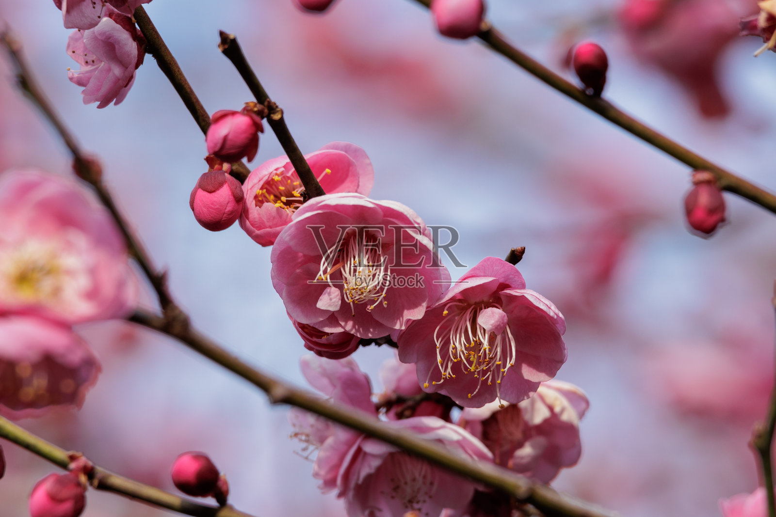 梅花照片摄影图片