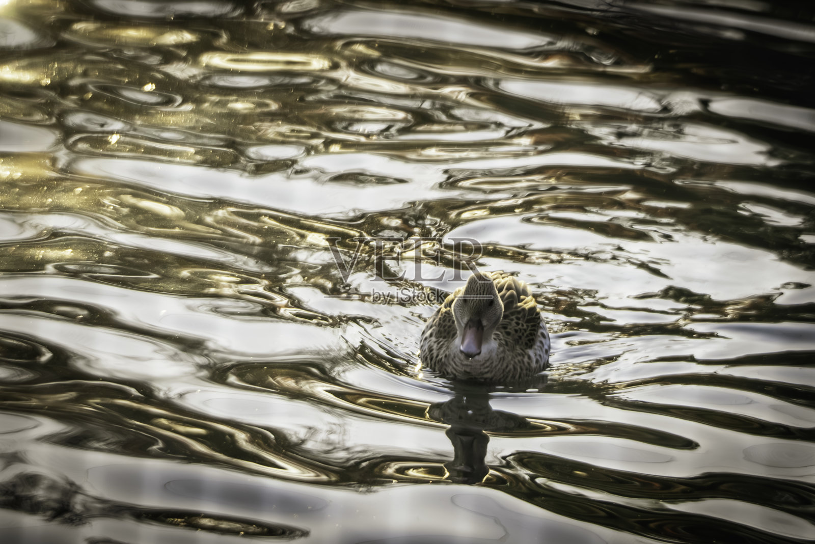 鸭子在池塘里游泳照片摄影图片