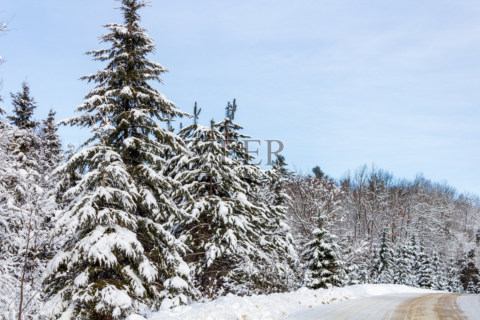安静道路旁的雪覆盖冬季森林风景照片摄影图片
