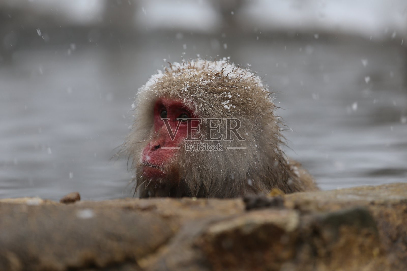 雪猴照片摄影图片