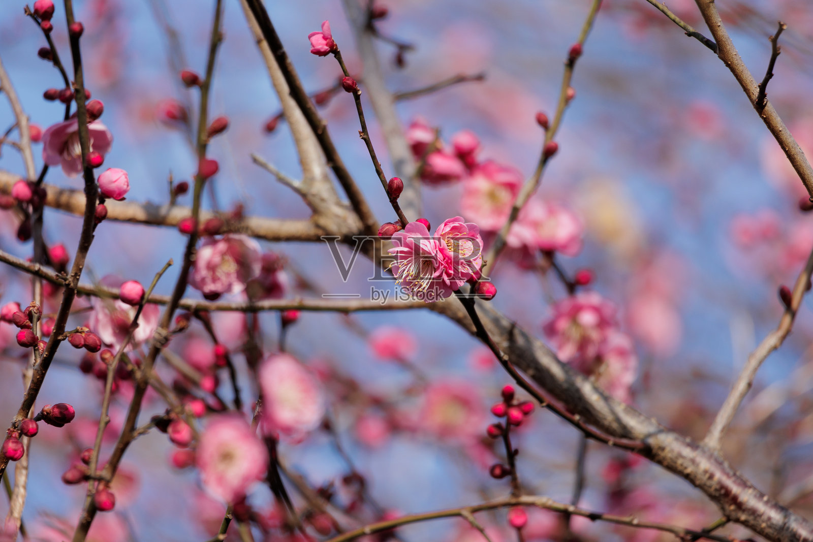 梅花照片摄影图片