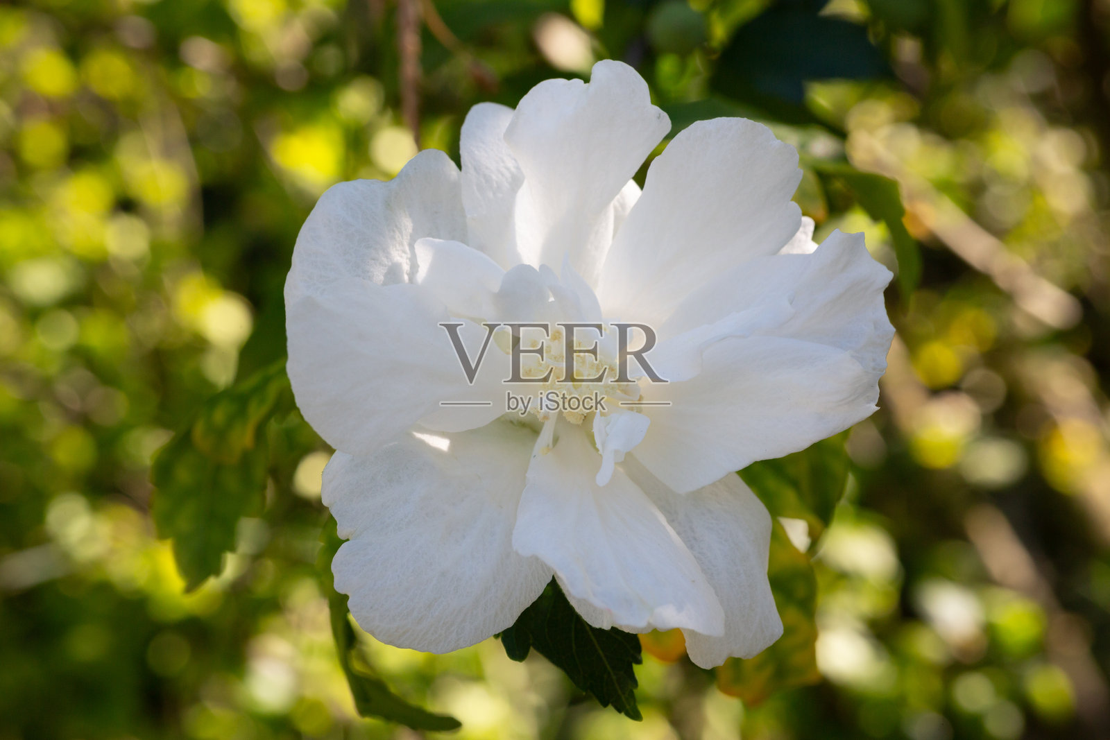 一朵白色的韩梅花，通常被称为韩国玫瑰、夏洛特玫瑰、叙利亚木槿、灌木芙蓉或玫瑰木槿，在夏日的花园中。照片摄影图片