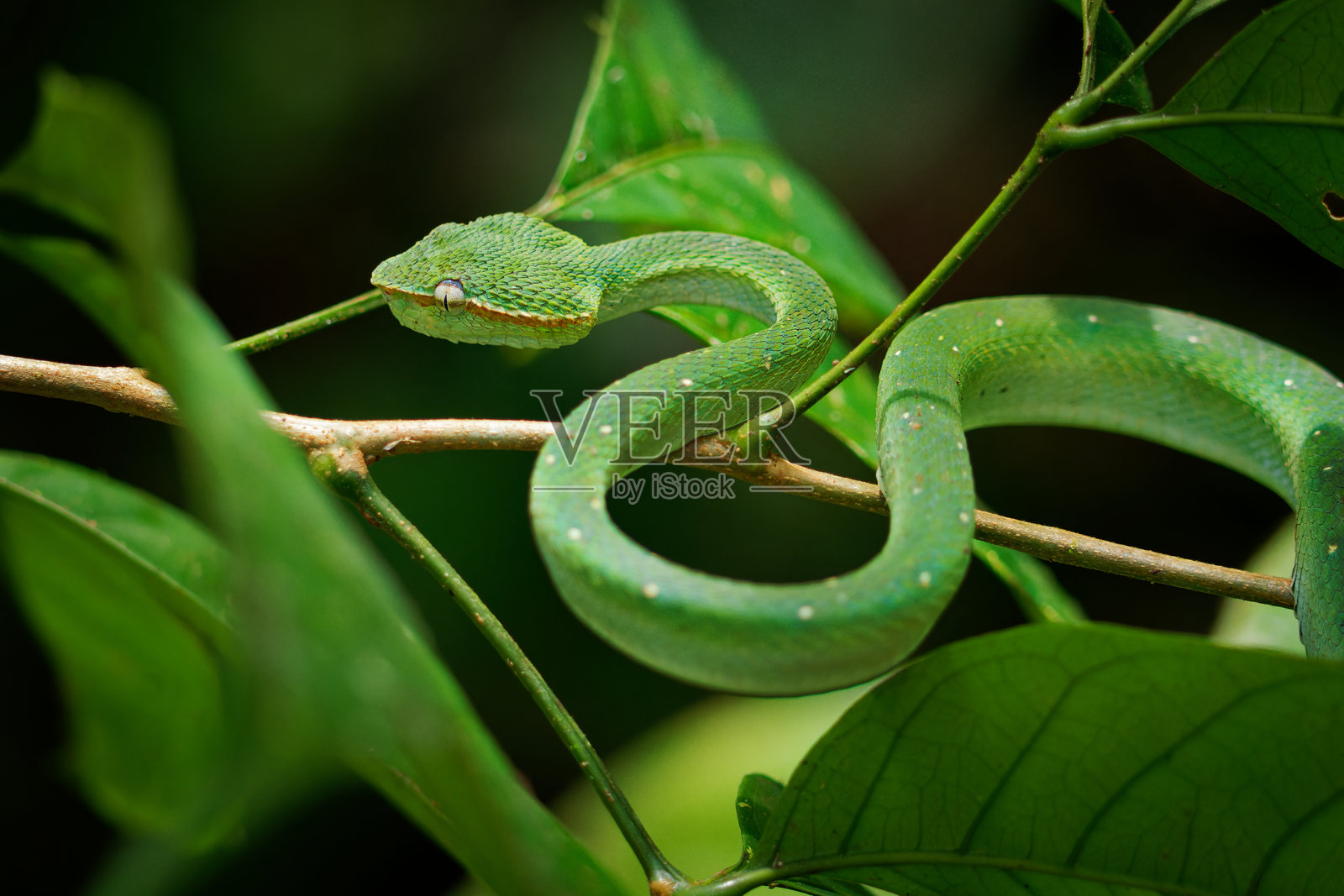 婆罗洲脊背绿树蝰或北菲律宾寺庙树蝰（Tropidolaemus subannulatus）是一种原产于文莱、印度尼西亚、马来西亚和菲律宾的蛇，栖息在婆罗洲的树枝上。照片摄影图片