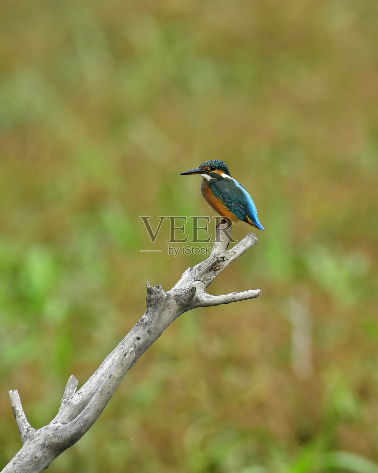 普通翠鸟栖息在树枝上照片摄影图片