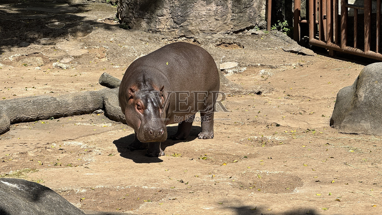 危地马拉动物园的动物：河马照片摄影图片