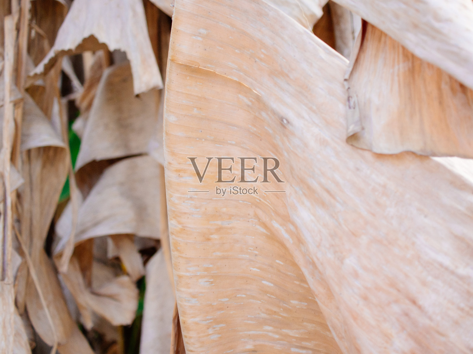 香蕉叶照片摄影图片