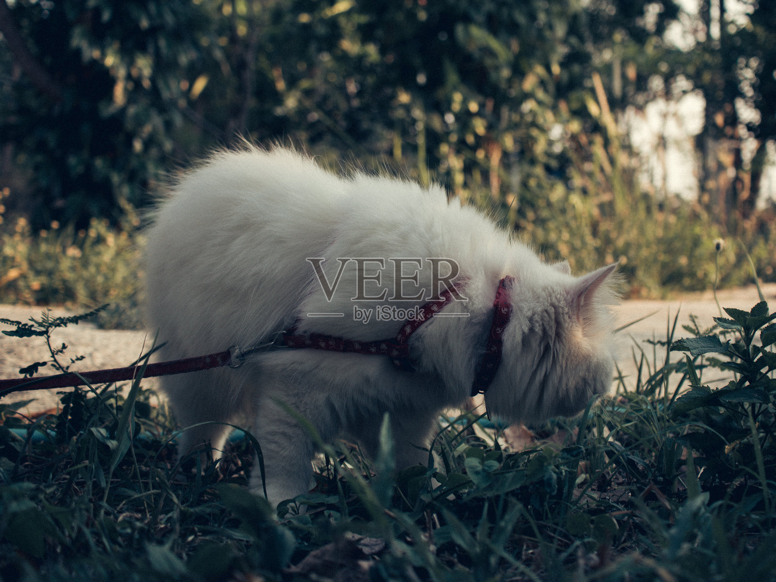 可爱的白猫照片摄影图片