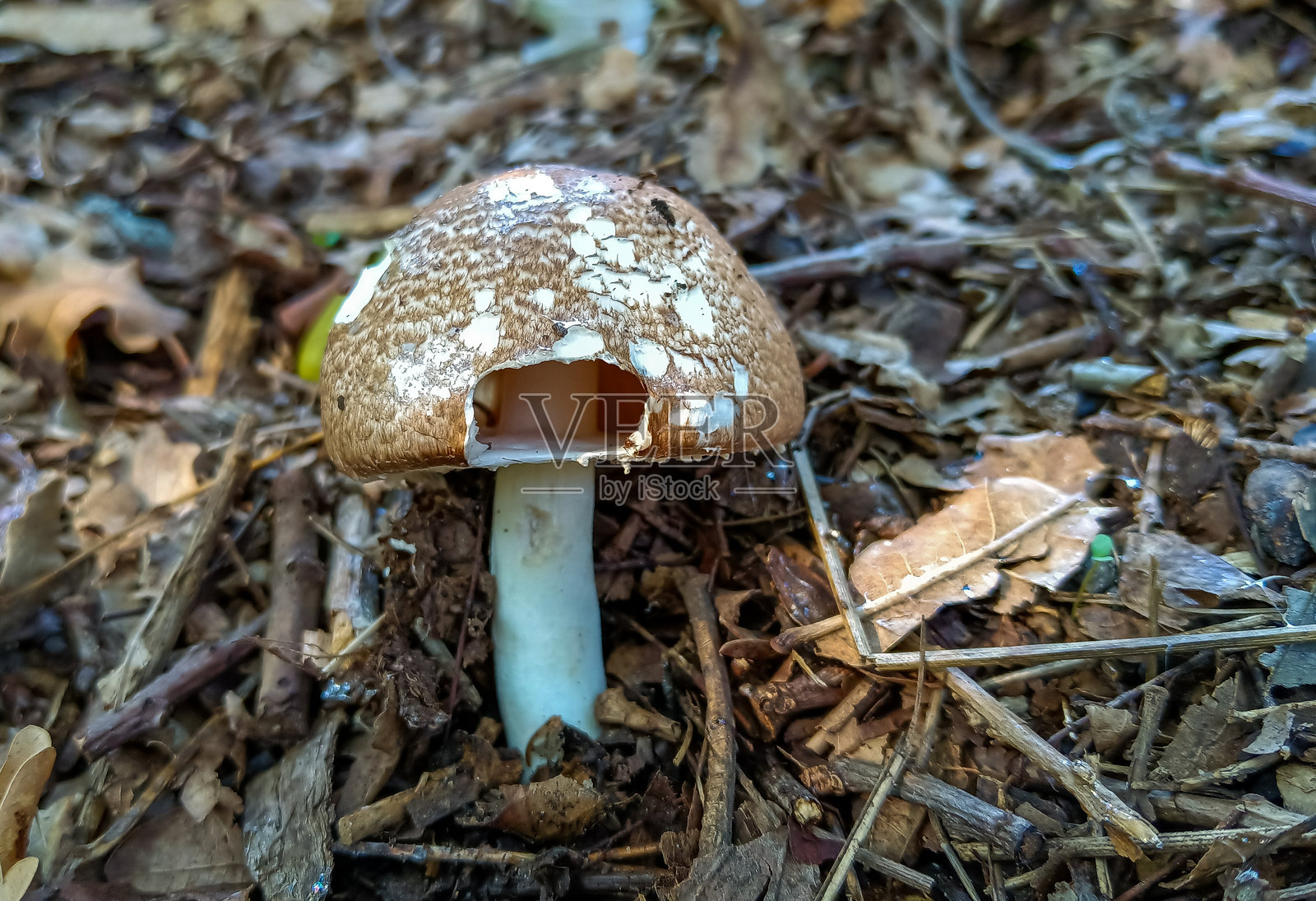 乌克兰花园中绿色草地上的伞菌照片摄影图片