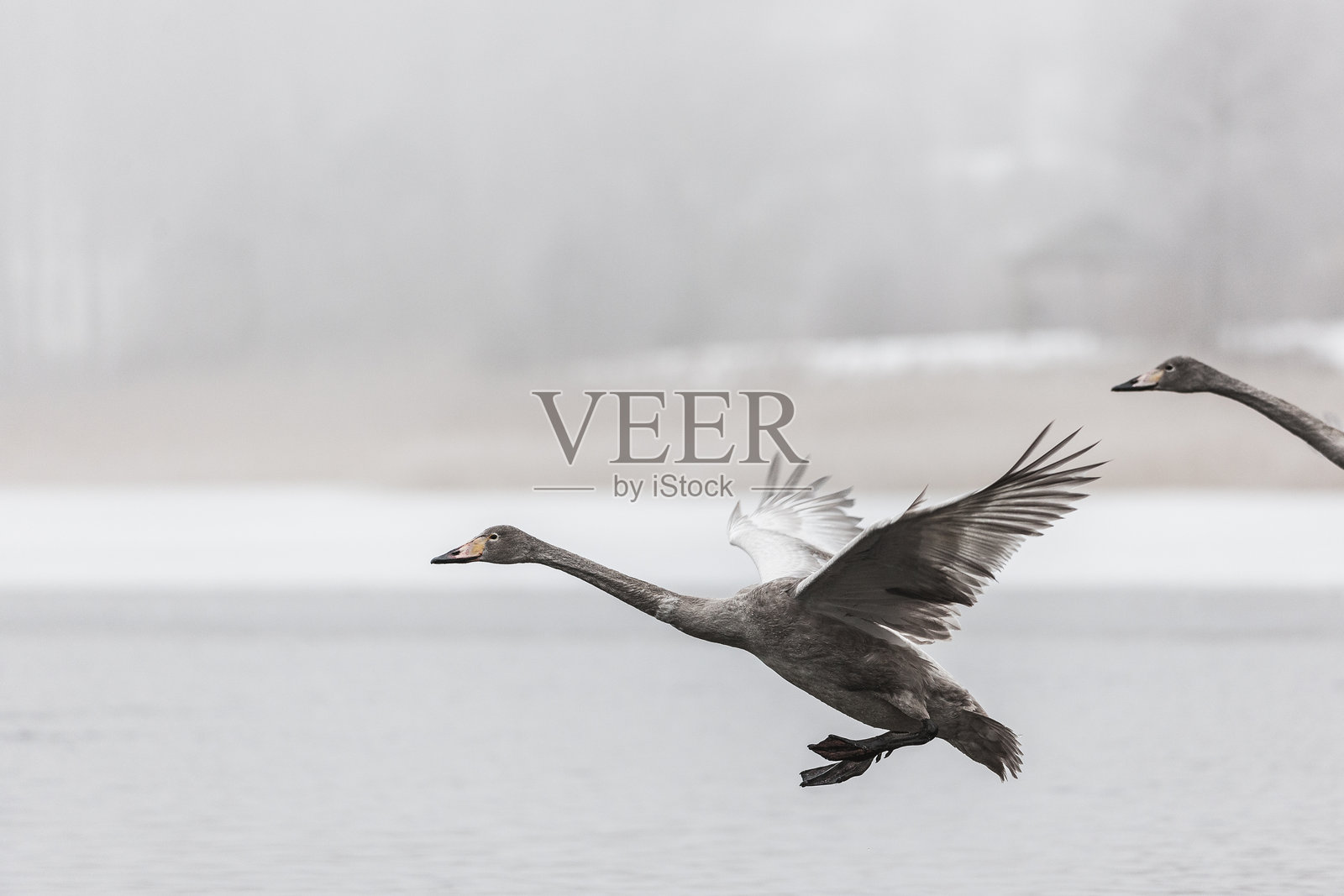 天鹅降落在雾气弥漫的湖面上照片摄影图片