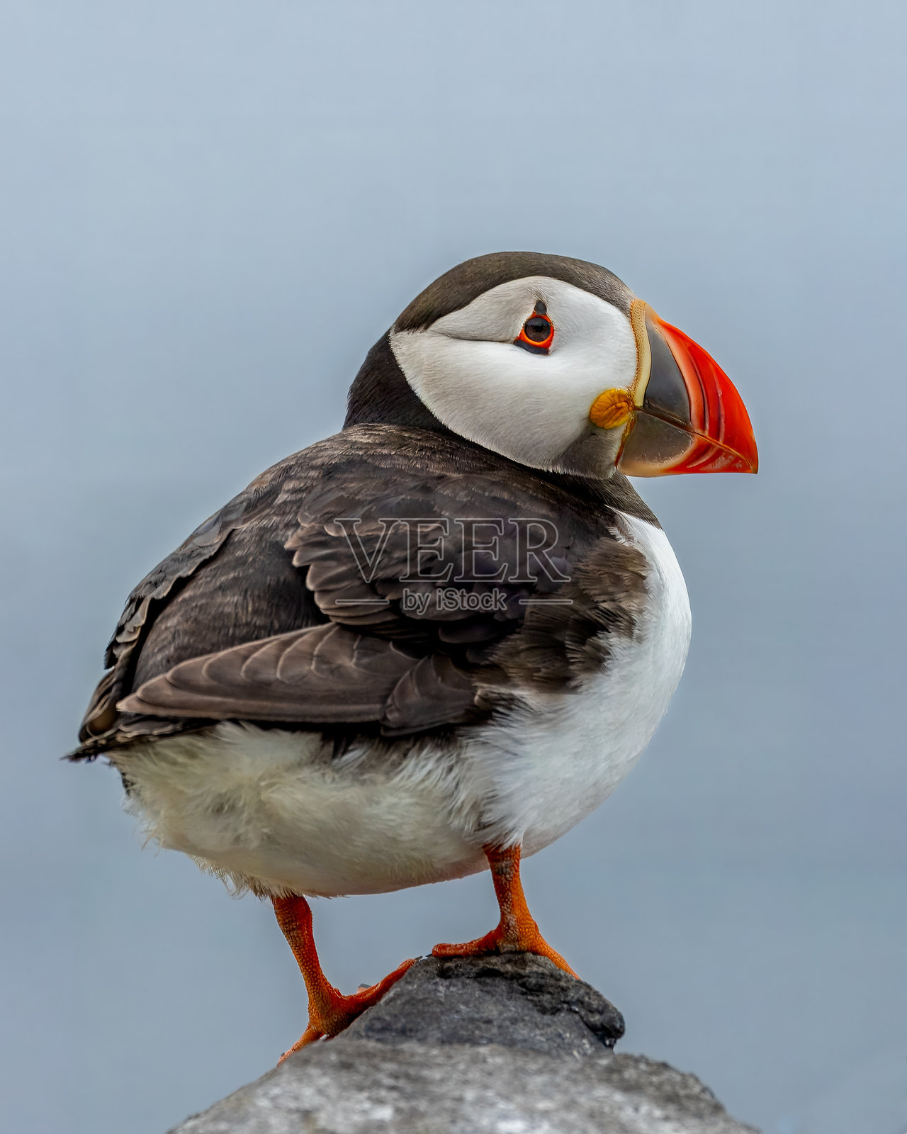 大西洋海雀在飞向大海之前稍作停留。照片摄影图片