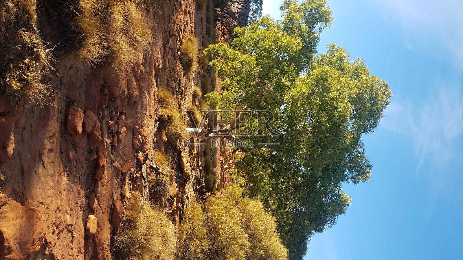 北澳大利亚干燥土壤中的健康桉树。照片摄影图片