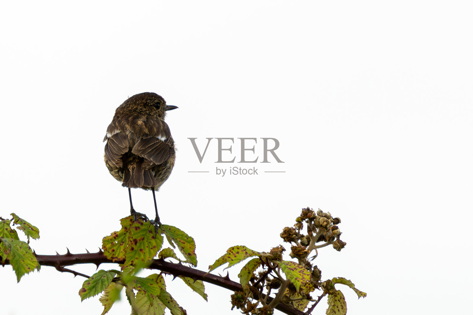 石鹊（Saxicola rubicola），分布于欧洲的开阔草原和沿海地区照片摄影图片