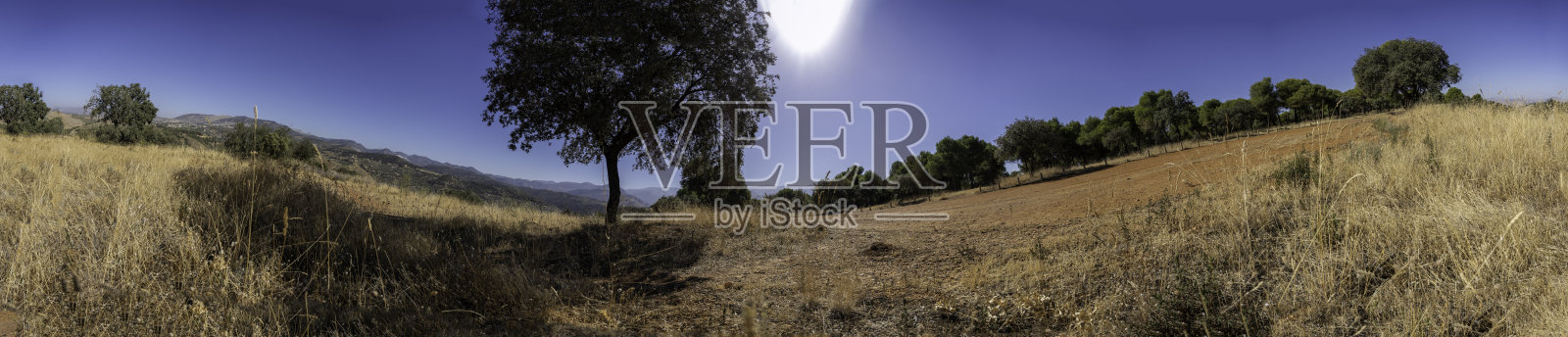 宁静而祥和的风景，孤独的树木映衬在晴朗的蓝天之下照片摄影图片