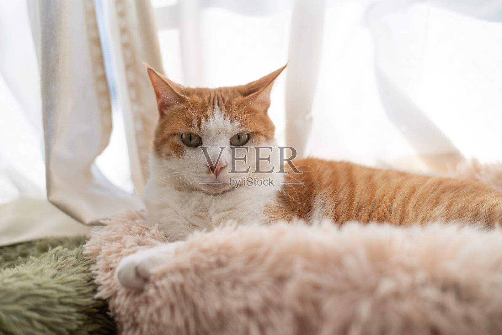 一只可爱的猫咪在窗边注视着某样东西照片摄影图片