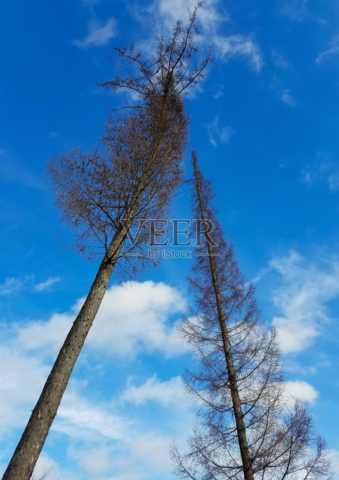 冬季天空下的常青树照片摄影图片