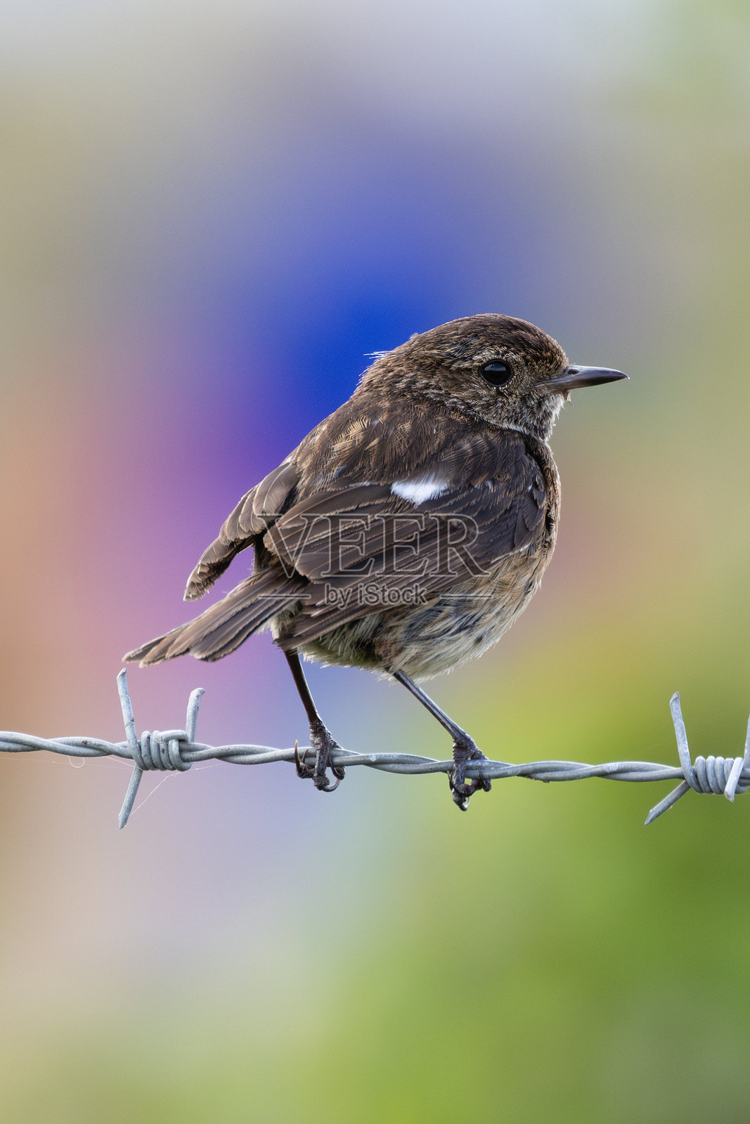 石鹊（Saxicola rubicola），分布于欧洲的开阔草原和沿海地区照片摄影图片
